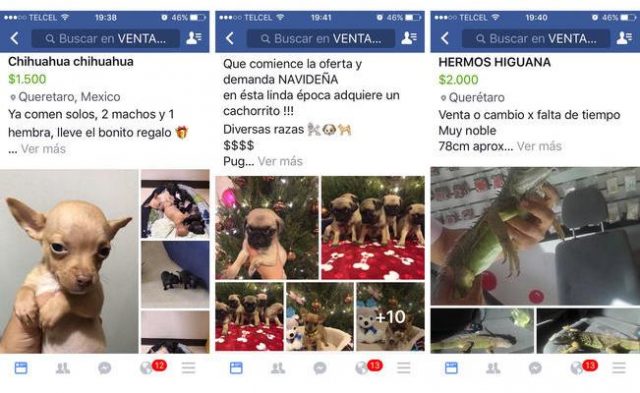 Facebook e Instagram prohíben la venta de animales