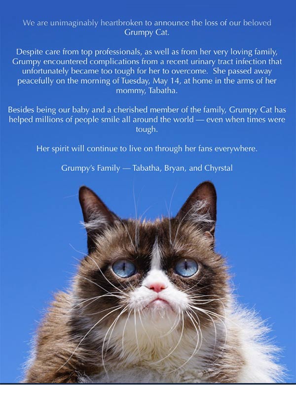 Murió Grumpy Cat, la gatita más famosa de internet