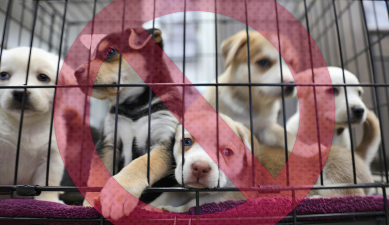 Facebook e Instagram prohíben la venta de animales 2