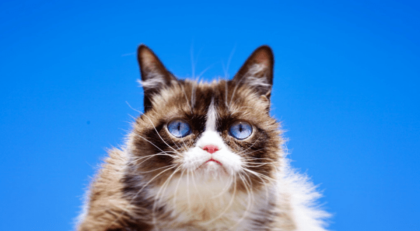 Murió Grumpy Cat, la gatita más famosa de internet